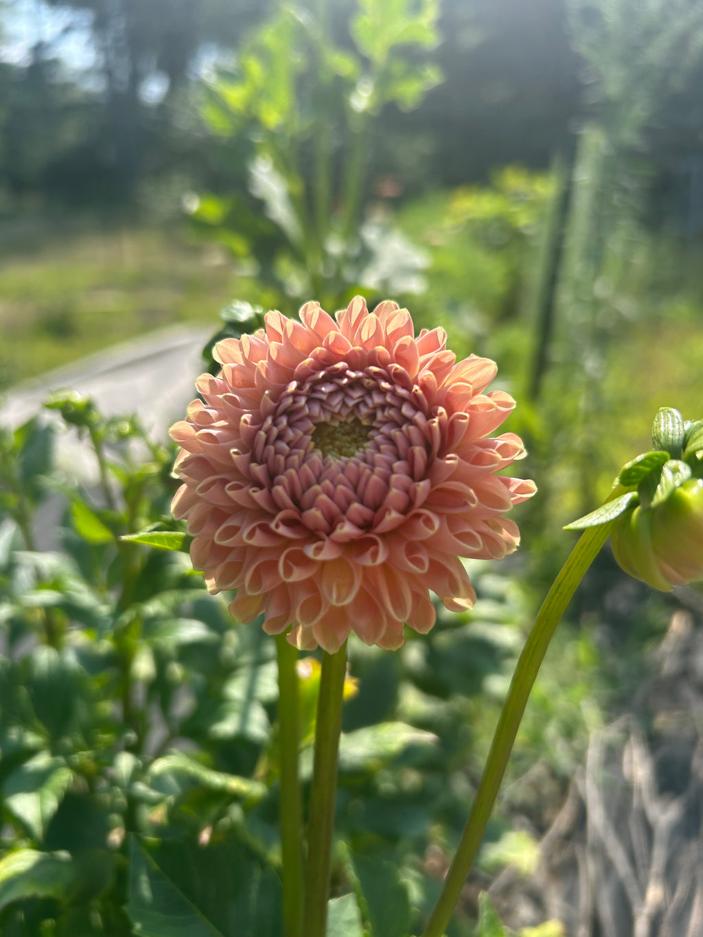 Valley Tawny