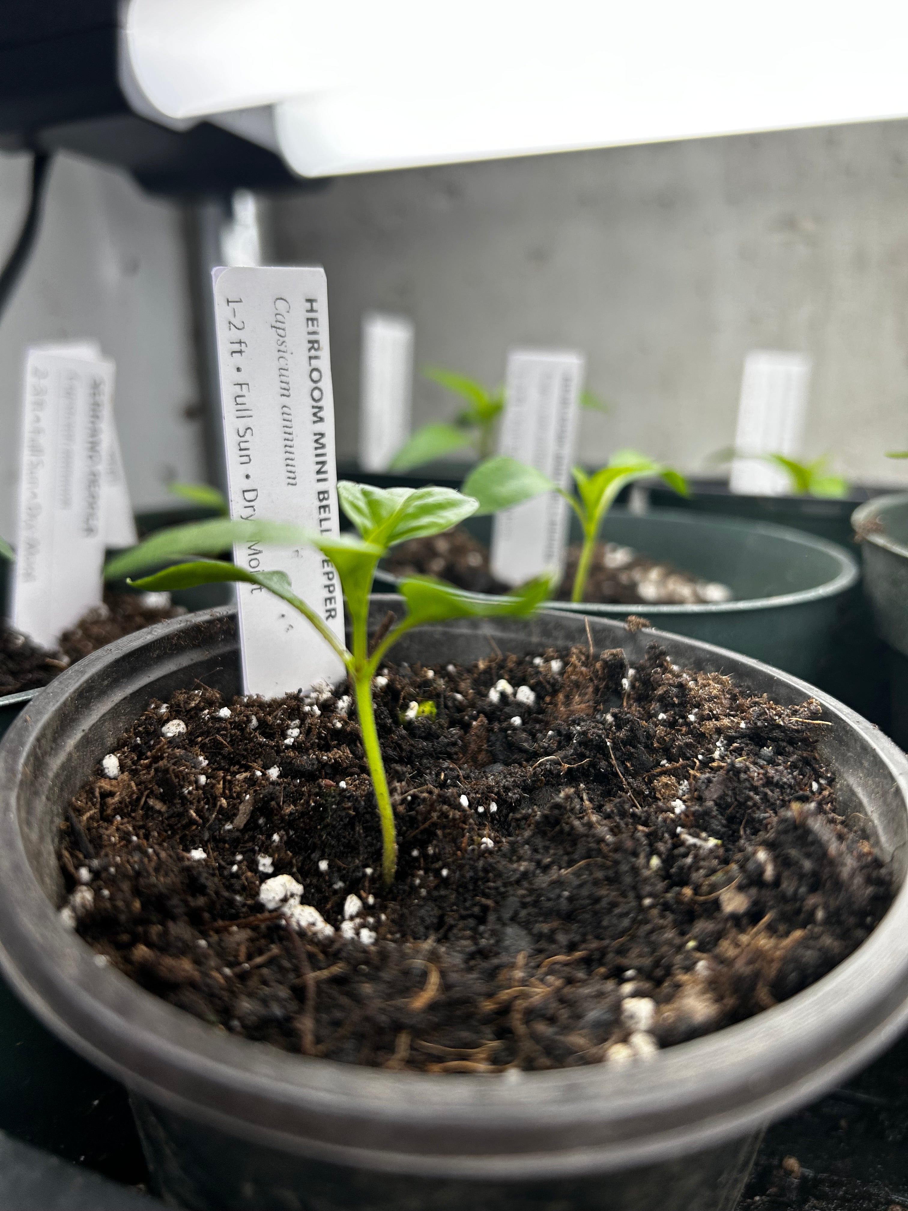 Heirloom Mini Bell Pepper