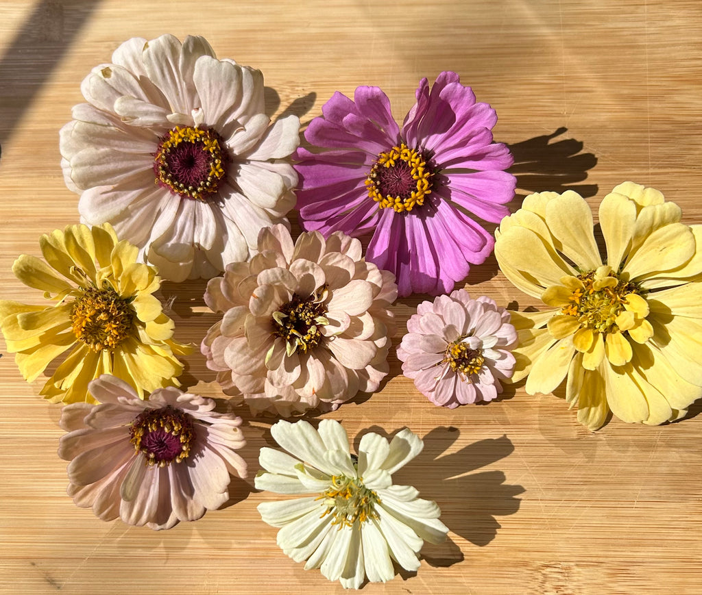 Zinnias — 6 Pack