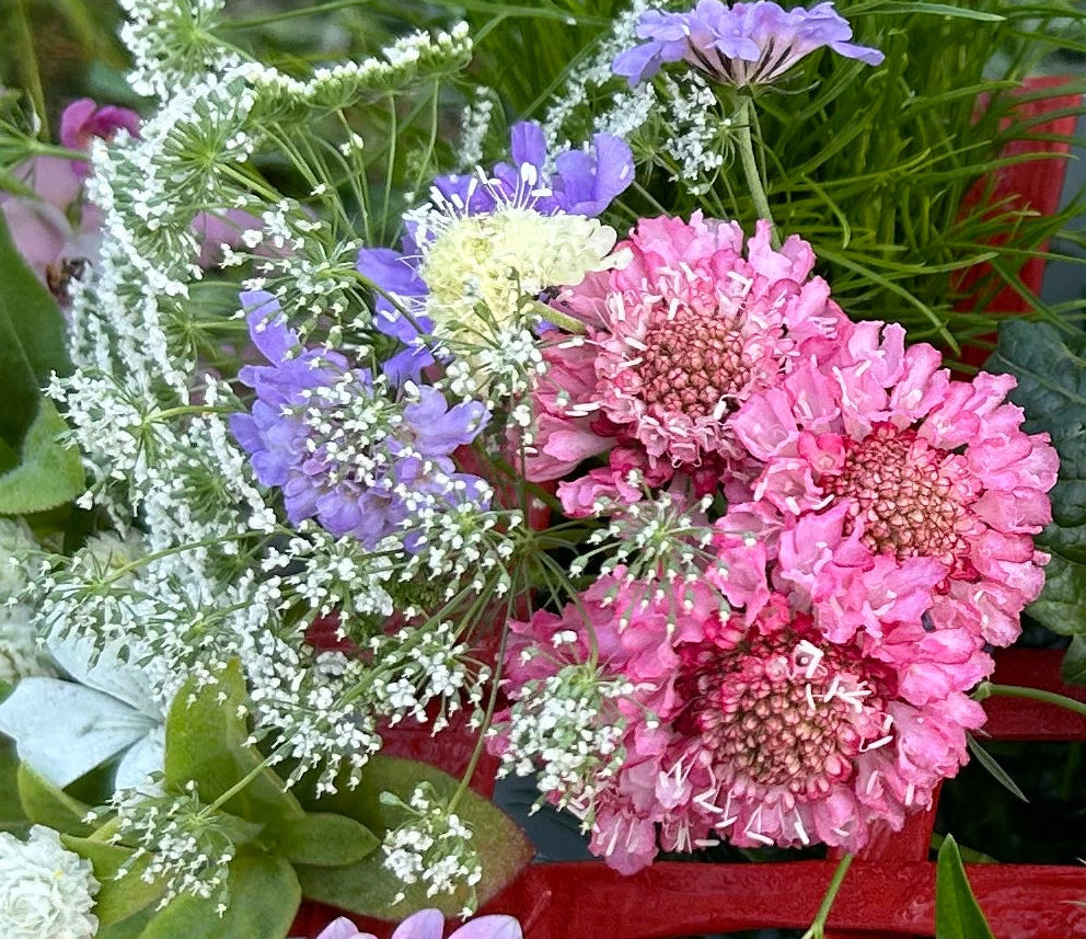 Salmon Rose Scabiosa