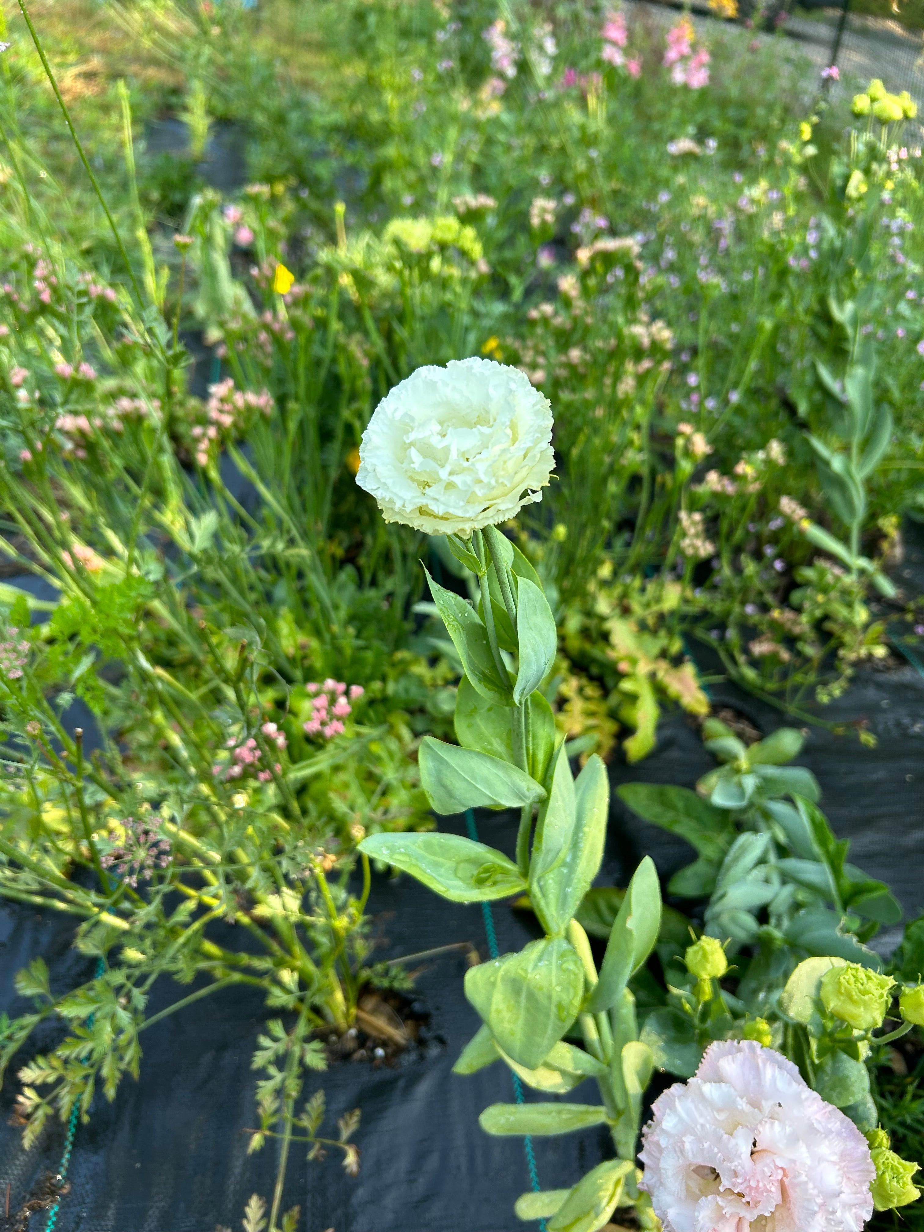 Lisianthus — Single Pot (Flowering Plant)