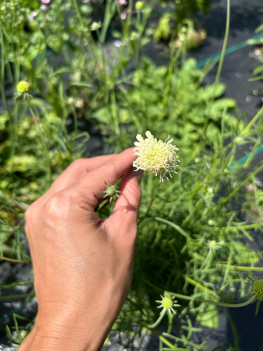 Moondance Scabiosa