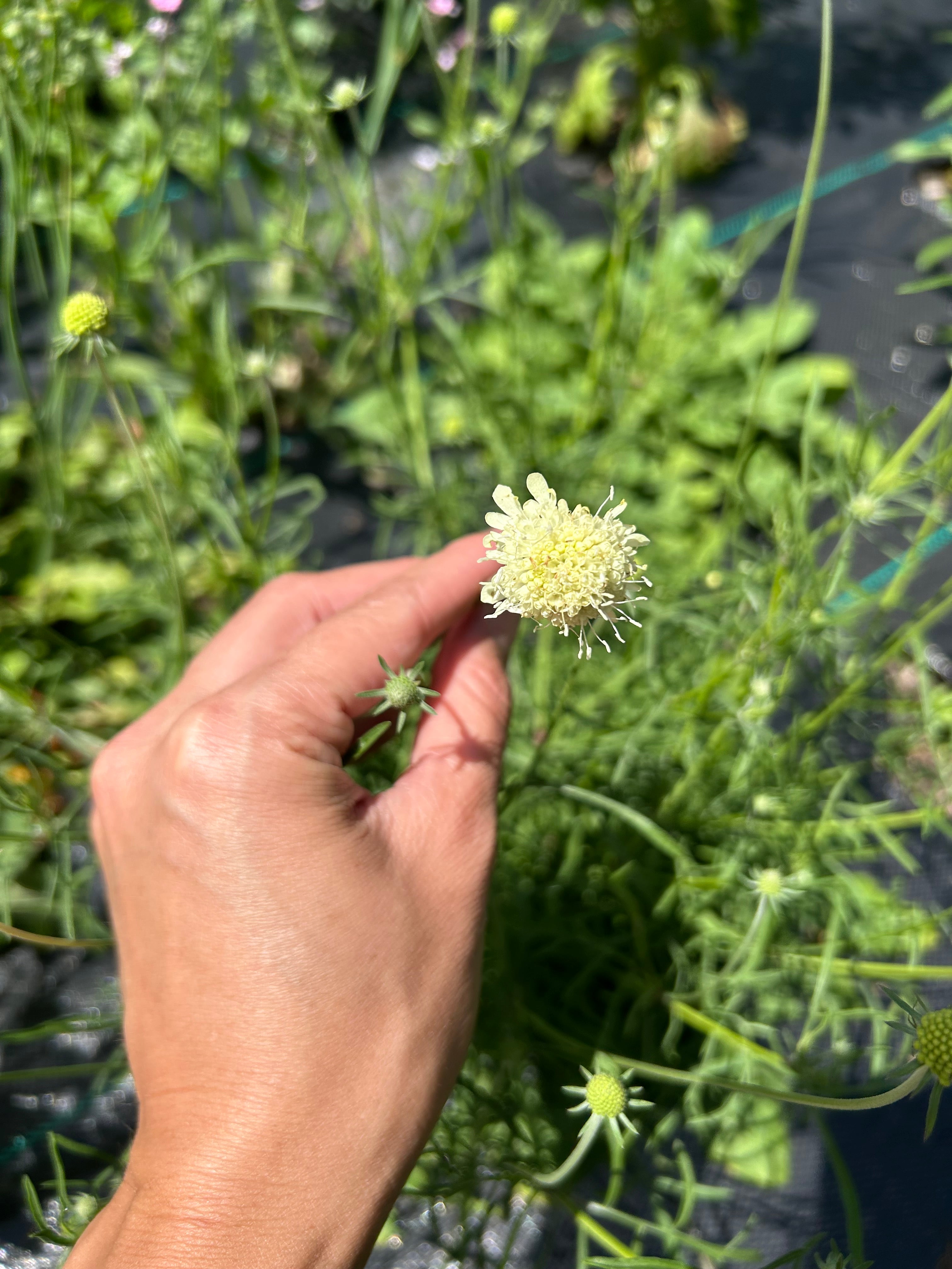 Moondance Scabiosa