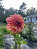 Ferncliff Copper