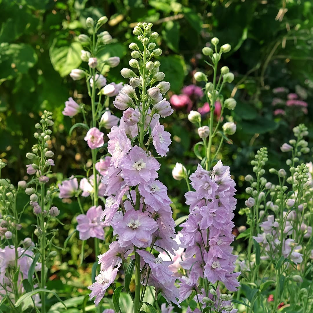 Delphinium ‘Guinevere’ (Pacific Giants Series)