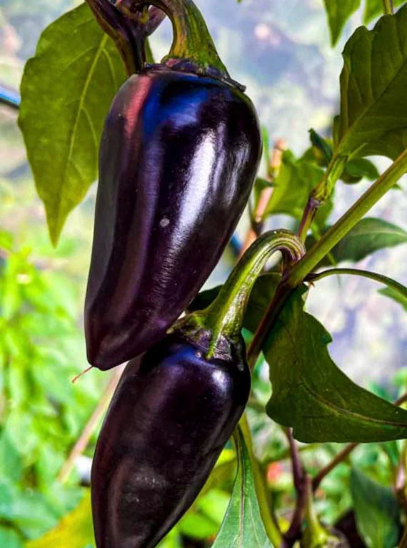 Purple Jalapeño Pepper