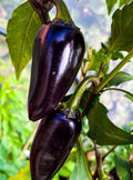 Purple Jalapeño Pepper