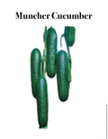 Muncher Cucumber — Single Pot (Vegetable Plant)
