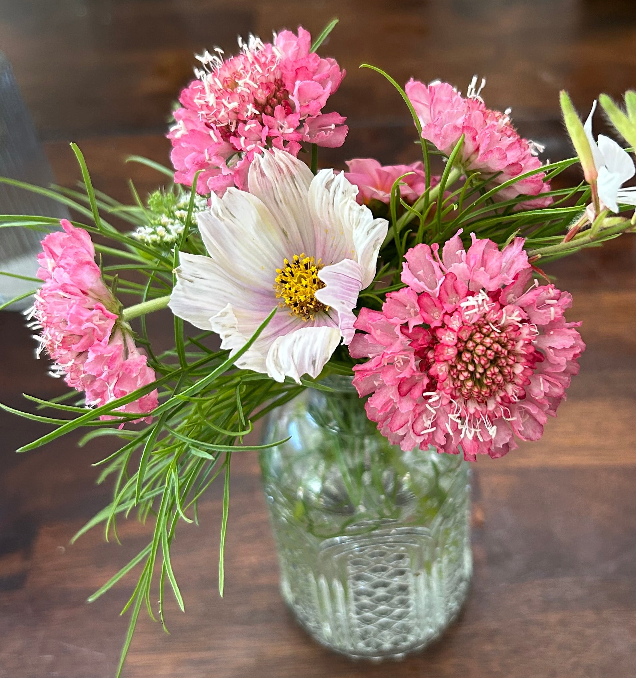 Salmon Rose Scabiosa
