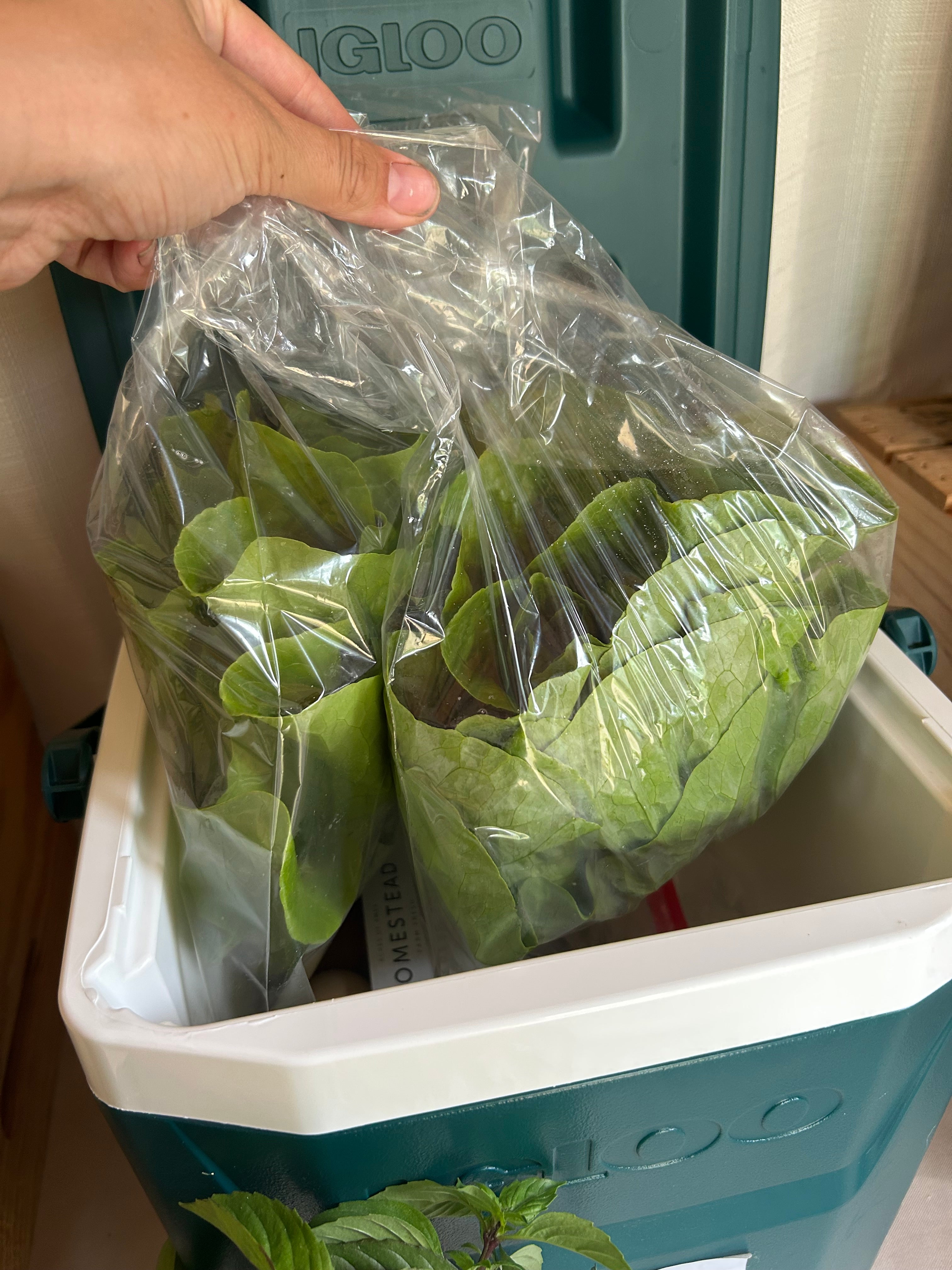 Romaine Lettuce