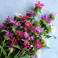 Bee Balm Mix — 6 pack (Perennial)