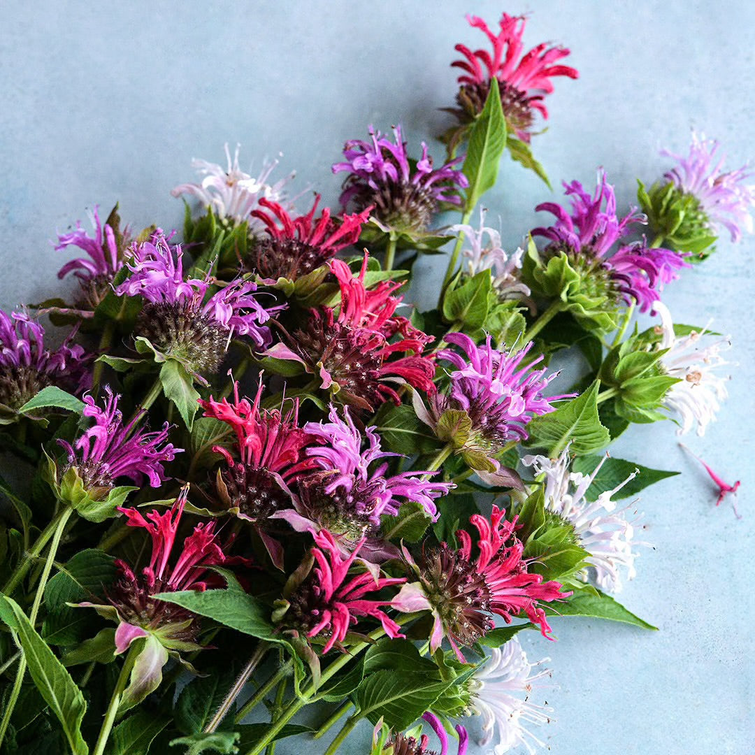 Bee Balm Mix — 6 pack (Perennial)