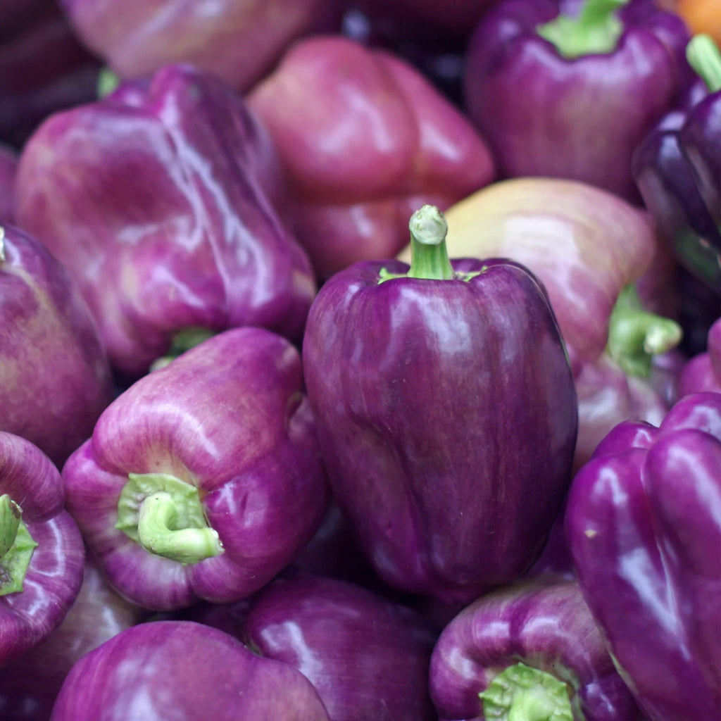 Lilac Bell Pepper