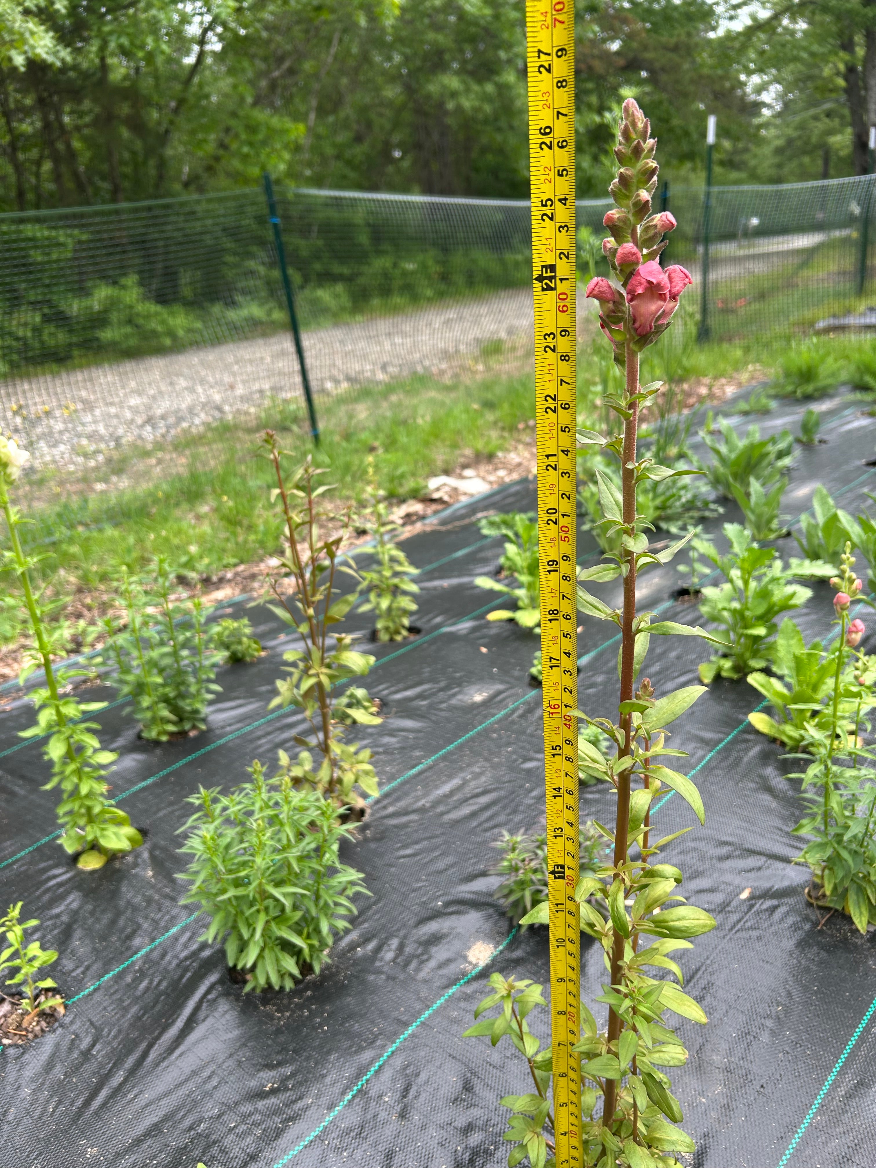 Snapdragon Seedlings (6-Pack) – Cold Hardy Cut Flower