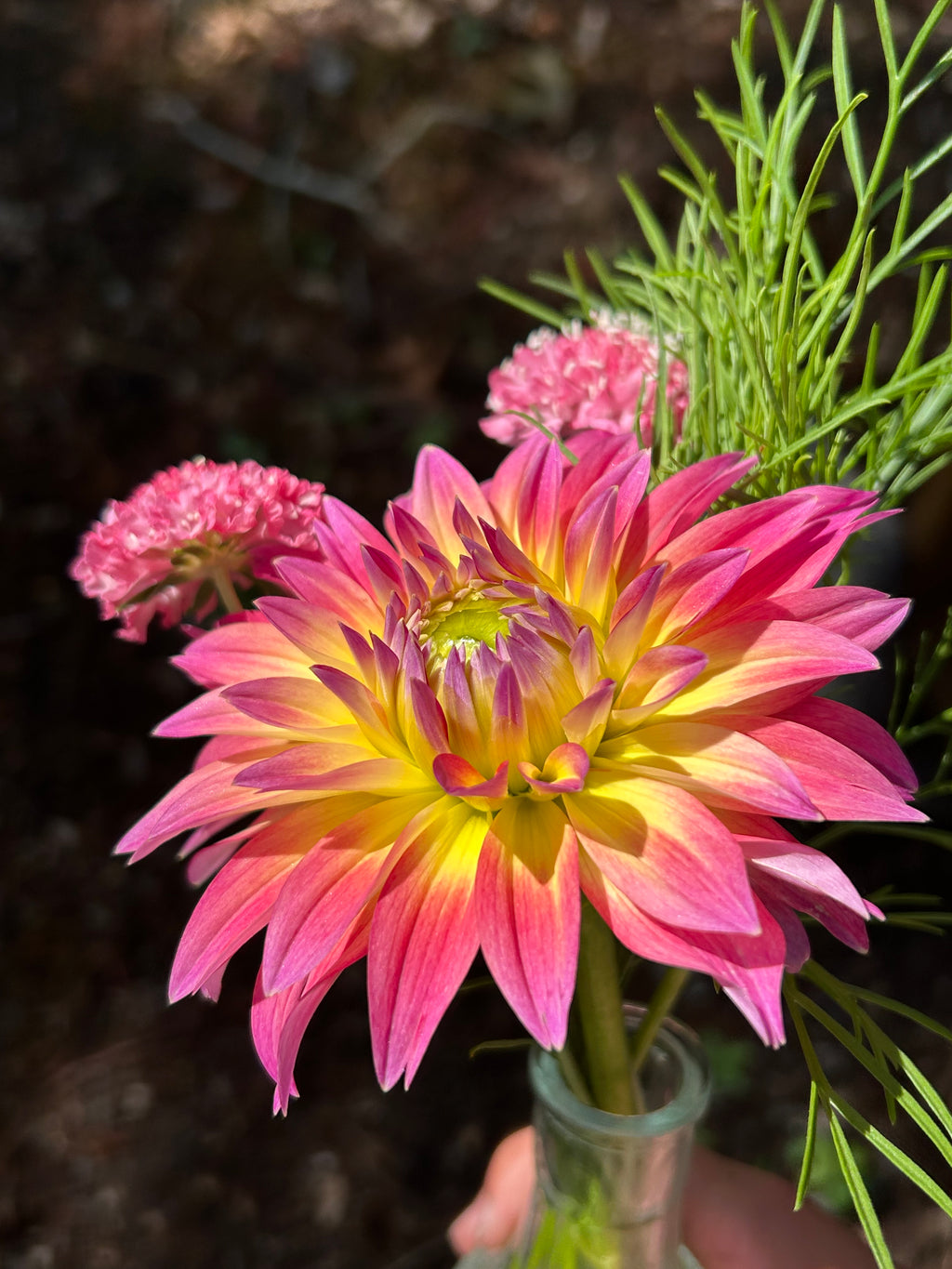 Mystery Dahlia tuber