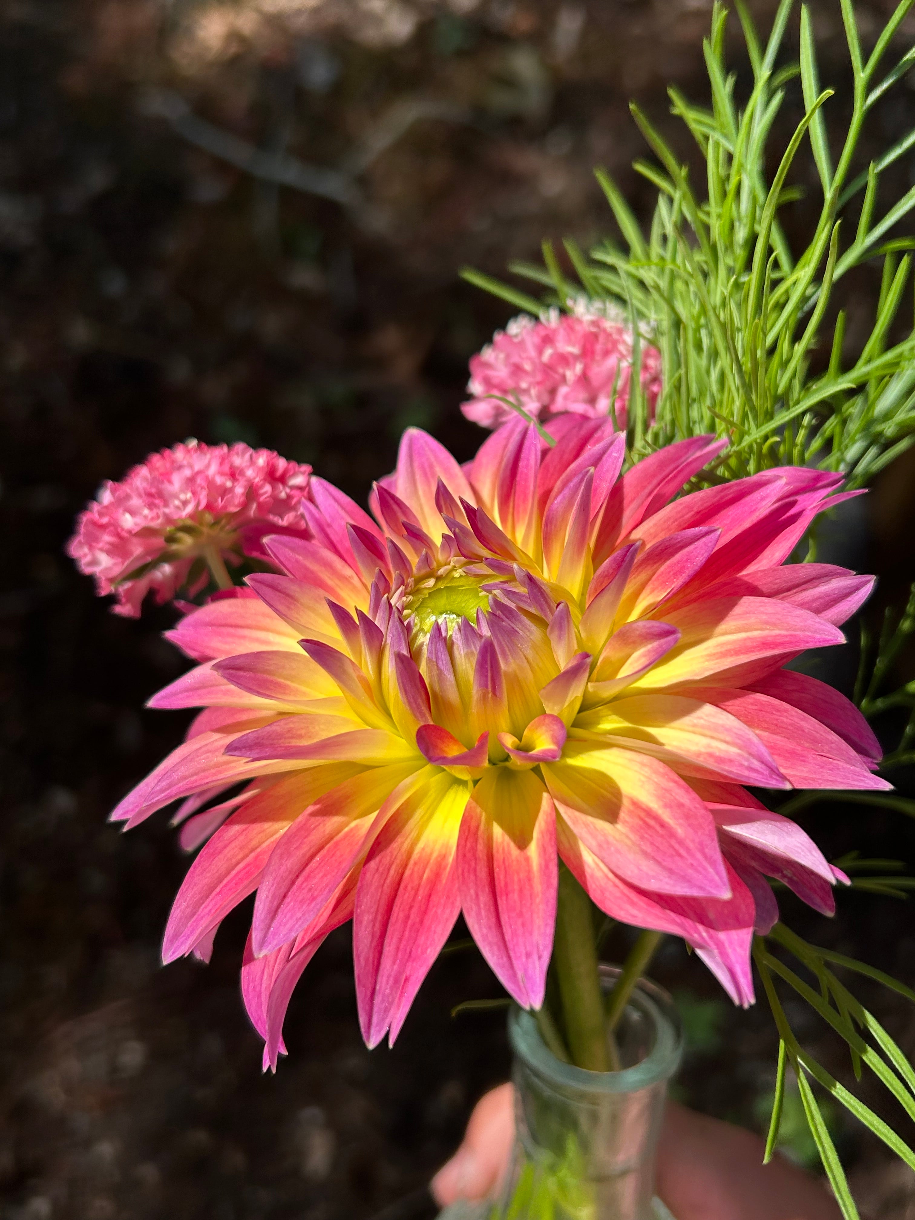Mystery Dahlia tuber