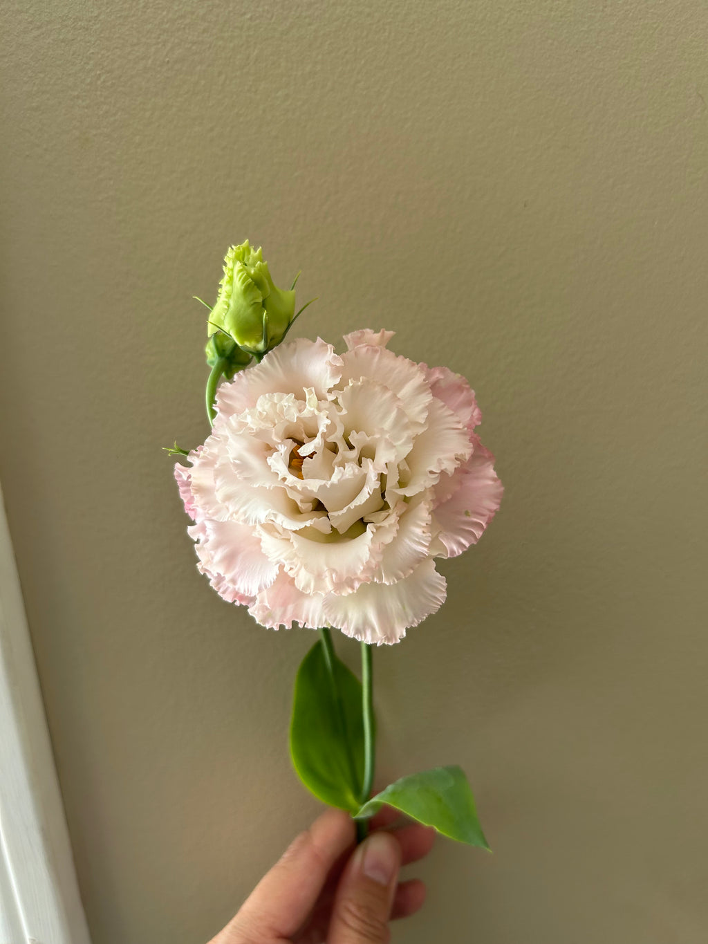 Lisianthus — Single Pot (Flowering Plant)