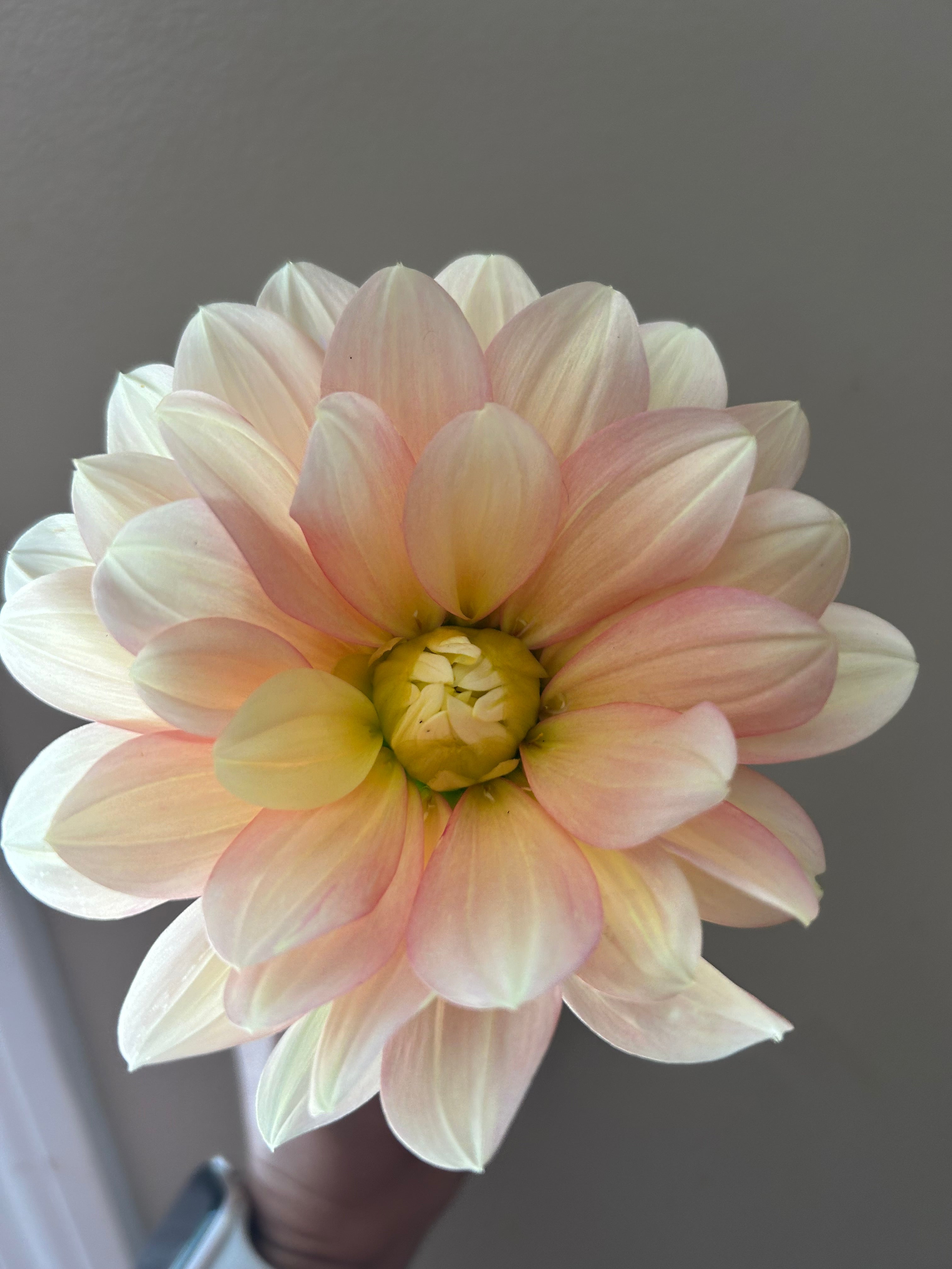 Daydreamer *limited availability*