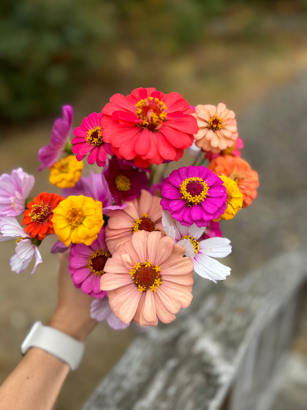 Zinnias — 6 Pack