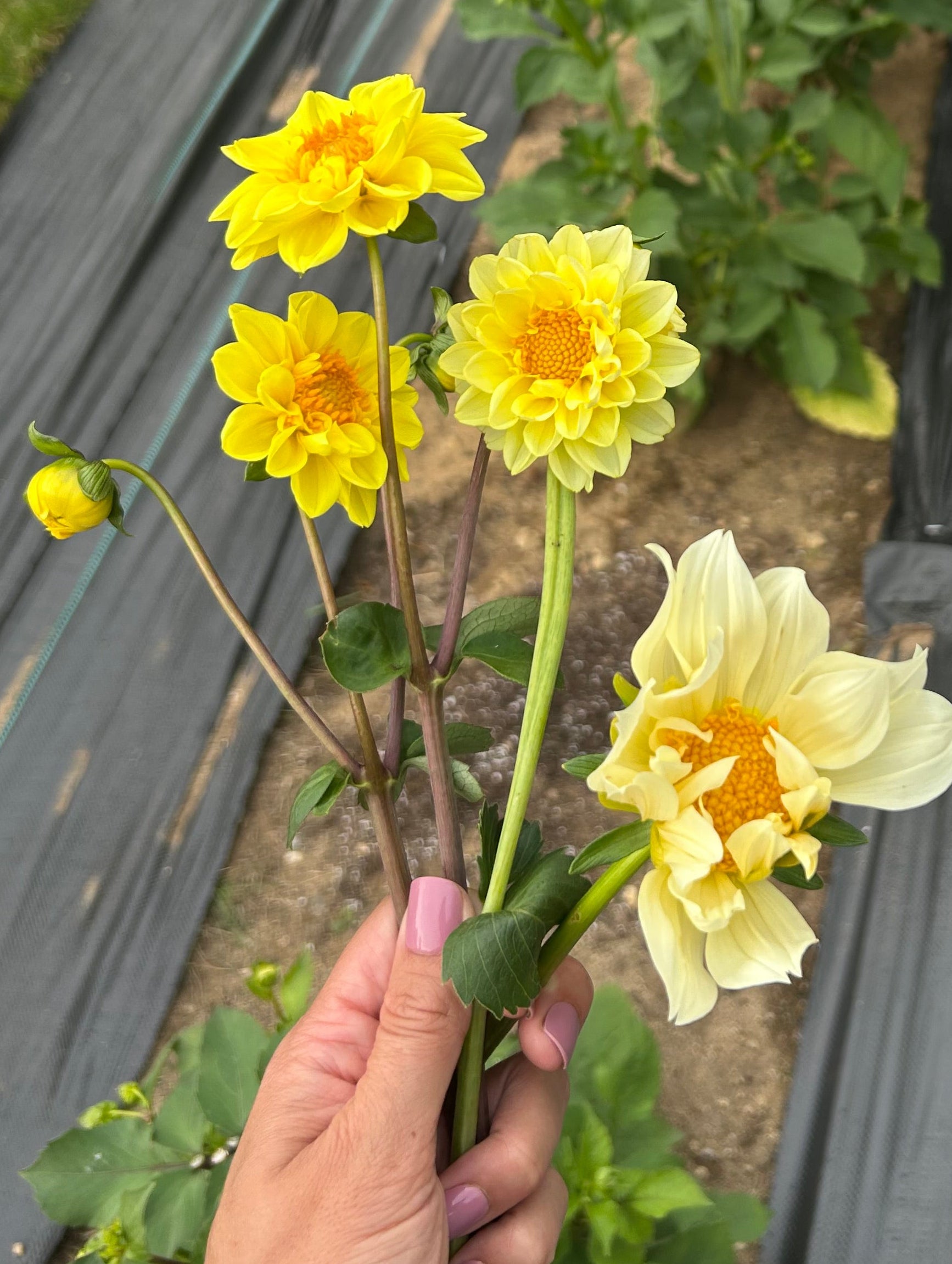 Pollinator Blend Dahlia Seeds