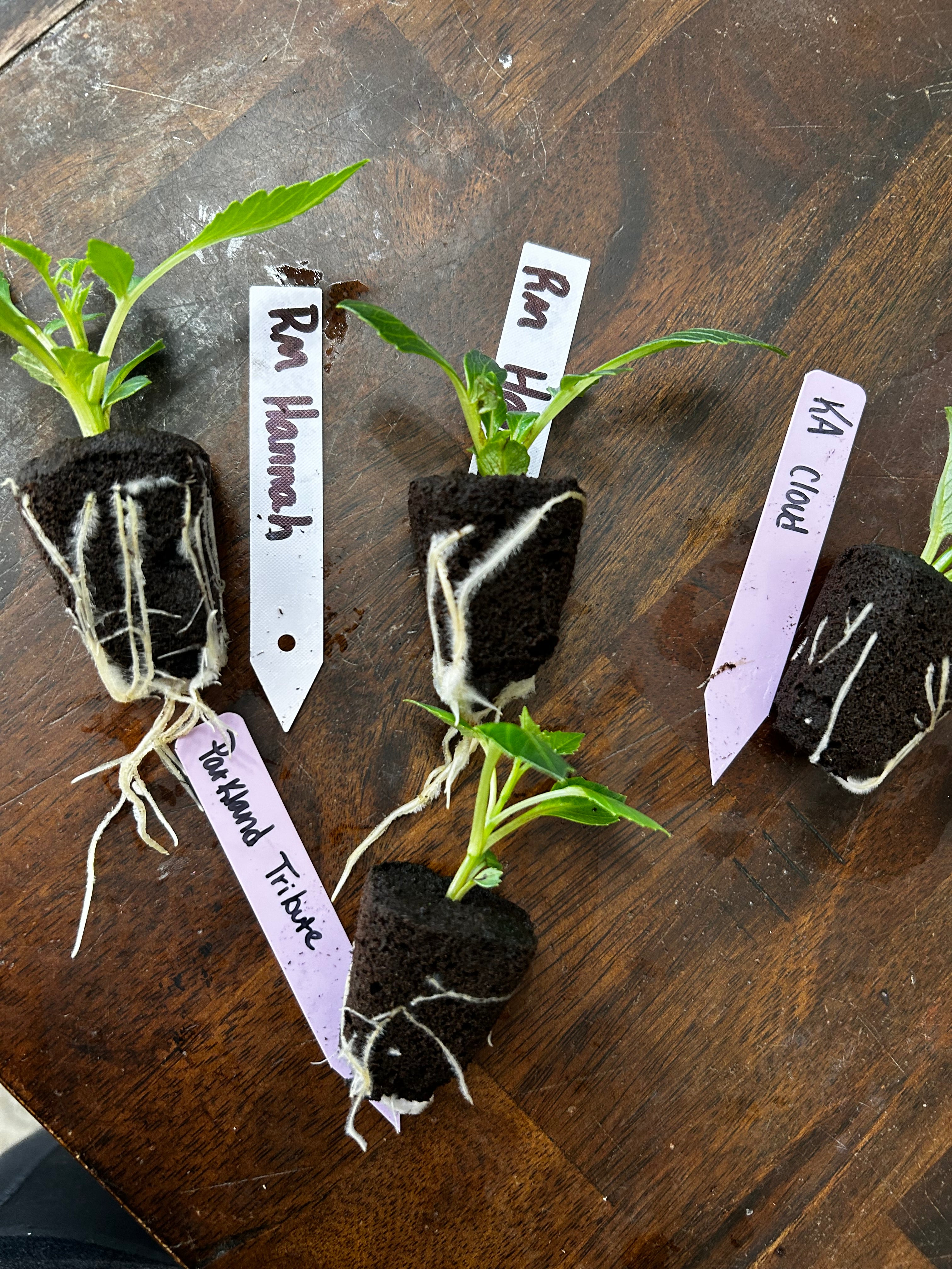 KA Cloud (rooted cutting)