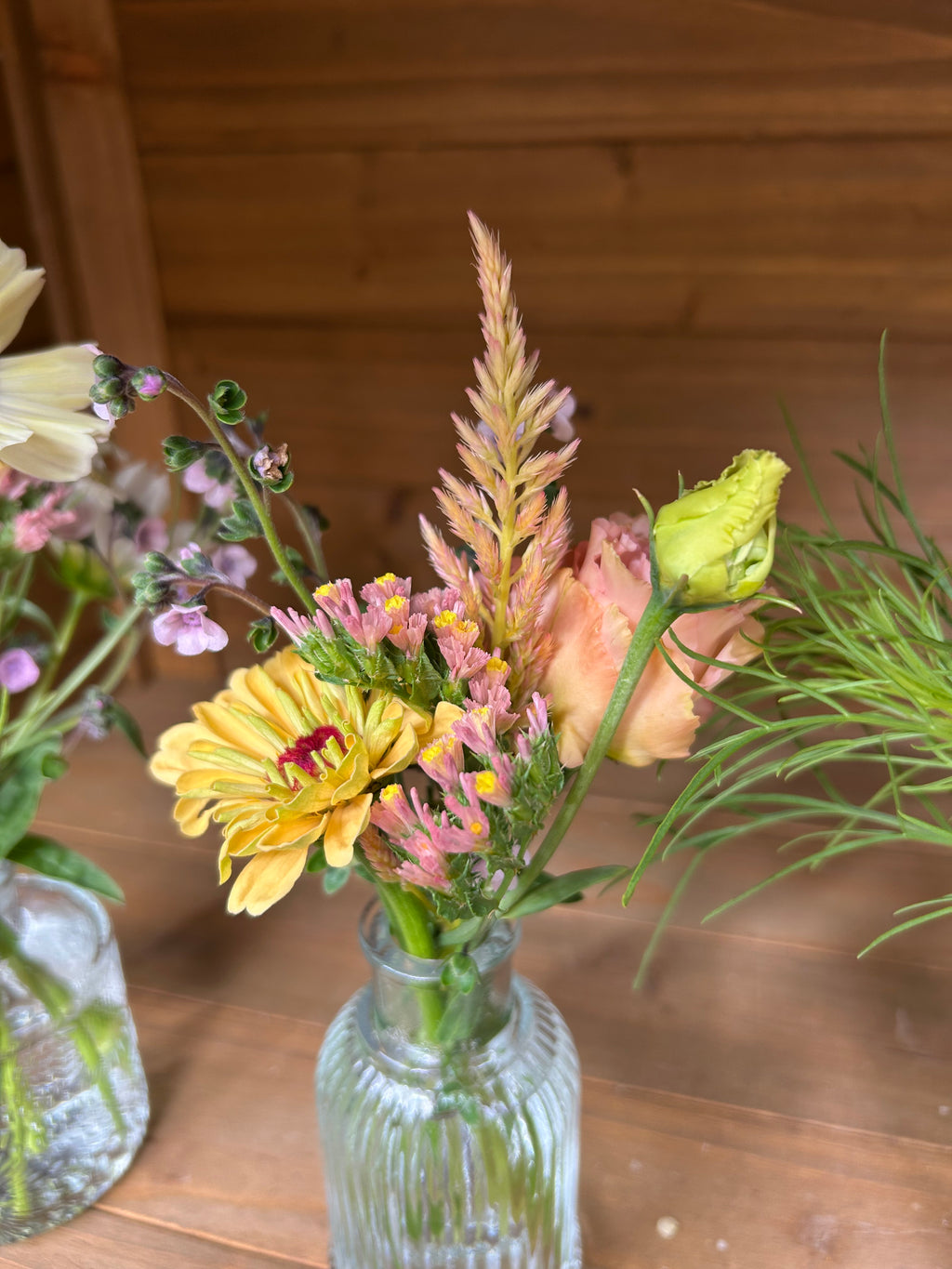 Open-Pollinated Blend Celosia