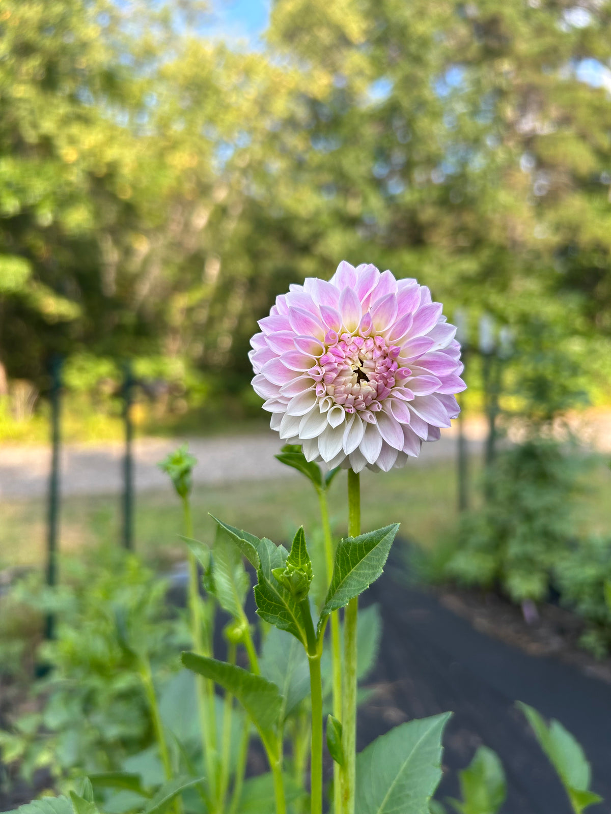Tahoma Kelli