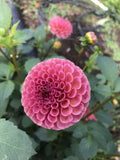 Koko Puff