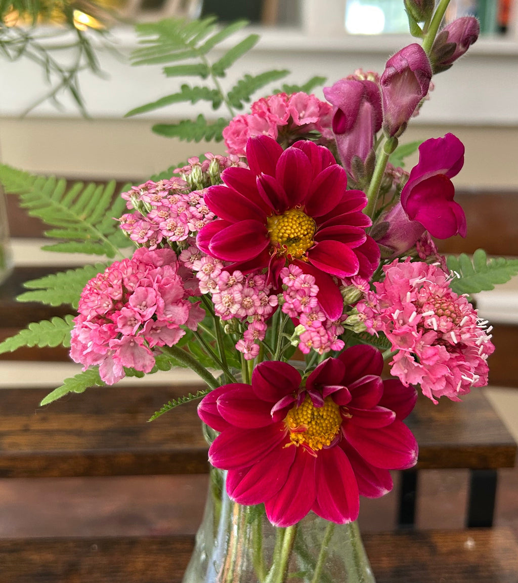 Salmon Rose Scabiosa
