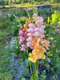Snapdragon Seedlings (6-Pack) – Cold Hardy Cut Flower