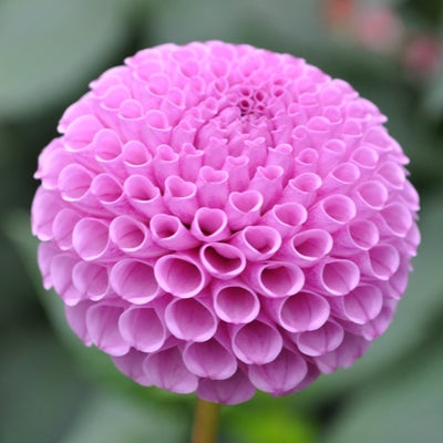 Willo Borealis Tuber