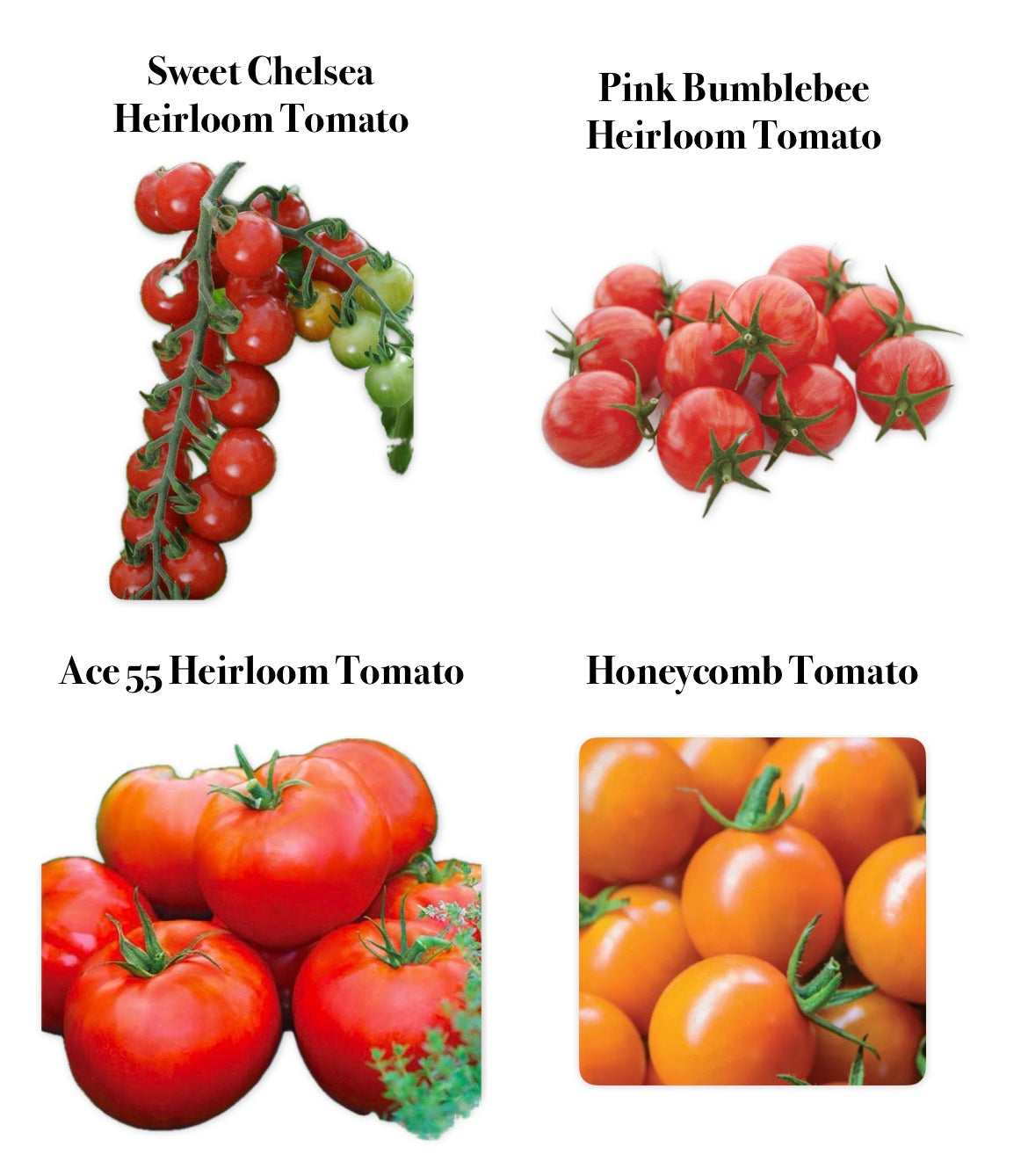 Tomato Plants (Pre-Order) — Heirloom & Specialty Varieties