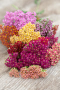 Yarrow ‘Flowerburst Fruitbowl’ — 6 Pack (Perennial)