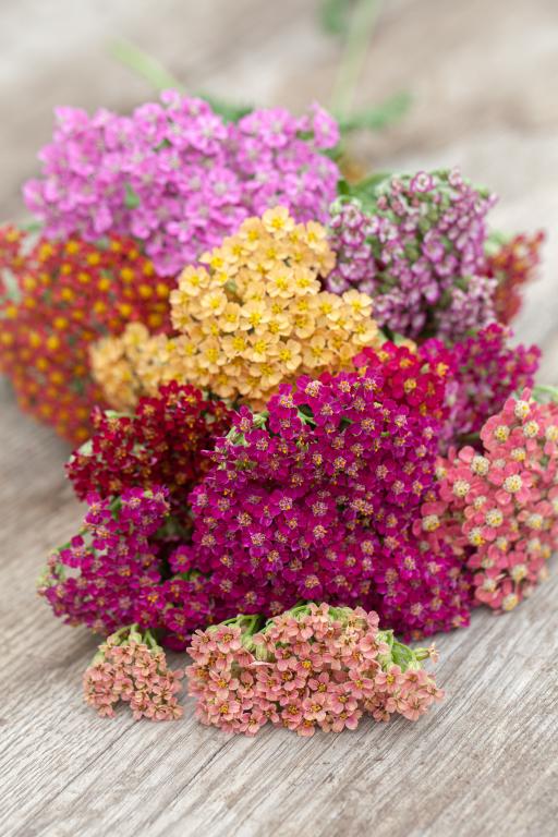 Yarrow ‘Flowerburst Fruitbowl’ — 6 Pack (Perennial)