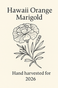 Hawaii Orange Marigold seeds