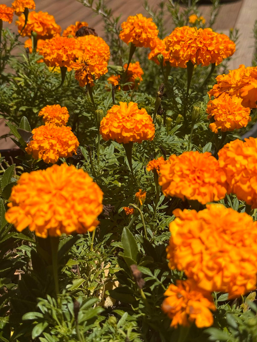 Hawaii Orange Marigold seeds