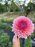 Sweet Sanne
